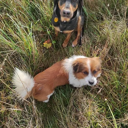 W Maruszynie Feriegård *