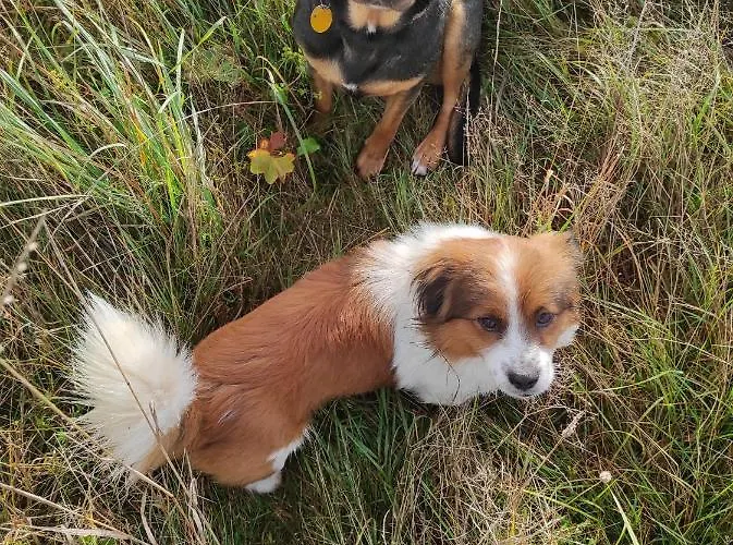 W Maruszynie Çiftlik konaklama *