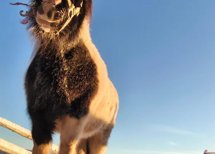 W Maruszynie Bauernhof *